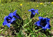 50 Gentiana clusii